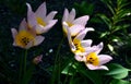 A playful, short tulip ideal for rock gardens and borders. flowerbed with gray gravel mulchÃÂ 